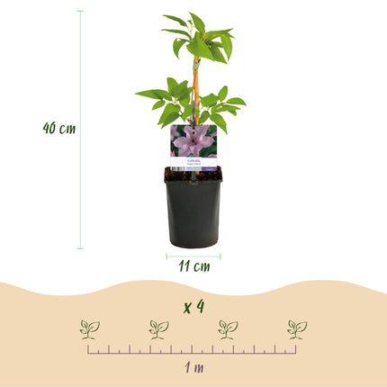 Clematis Hagley Hybrid – Clematis – Rosa Blüte – ↕40 cm – Ø11 cm – 2 Stück