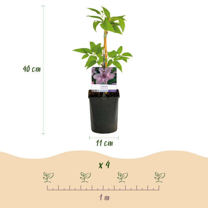 Clematis Hagley Hybrid - Bosrank - Bloem Roze - ↕40cm - Ø11cm - 2x
