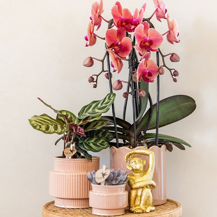 Kolibri Orchids | Combi Deal - 2 Zalmroze Phalaenopsis Orchideeën Niagara Fall Narbonne - Ø12 cm