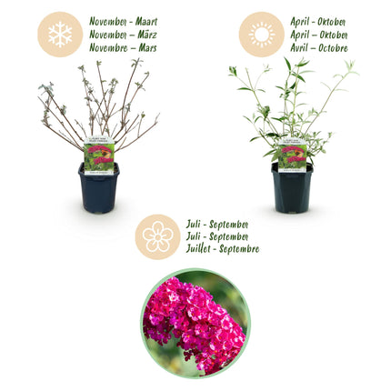 Buddleja davidii Royal Red - Butterfly Bush - Red - ↕45cm - Ø17cm - 3x