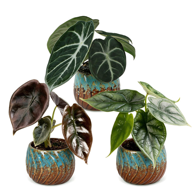 Baby Alocasia Tricolour 3x - Rood - Groen - Zwart - Tropisch - incl. Copper Reef - Ø6cm - ↕12cm