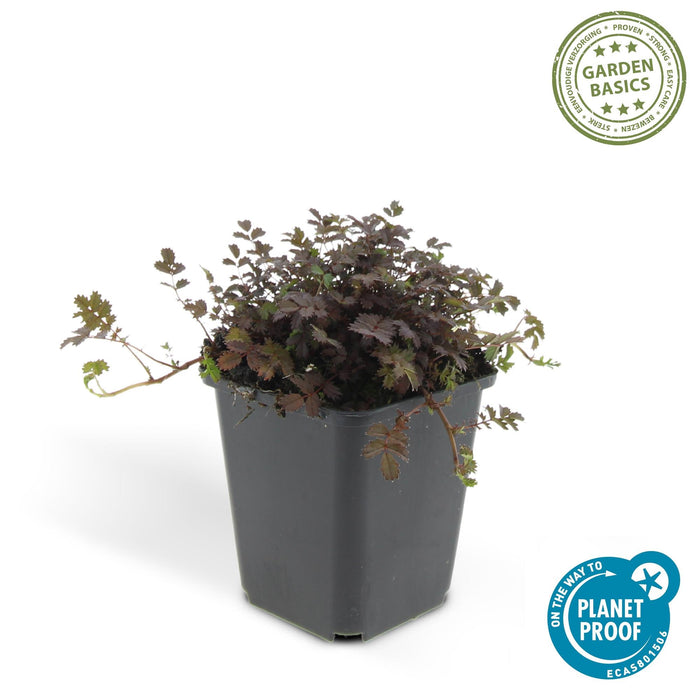 Acaena microphylla 'Kupferteppich' - Stekelnootje - ↕10-25cm - Ø9cm - 48x
