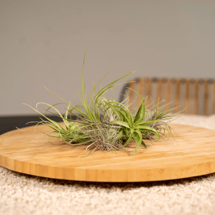 Tillandsia Air mix - Air plants - 20x - Ø6cm