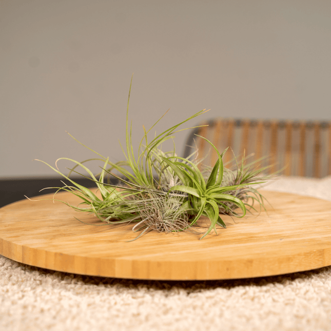 Tillandsia Air mix - Plantas aéreas - 20 unidades - Ø6cm