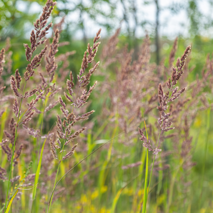 Calamagrostis brachytricha - Erba diamante - ↕10-25cm - Ø9cm - 24x