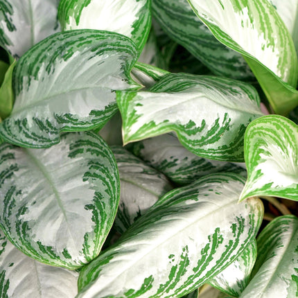 Aglaonema Silver Bay - Silver Leaf - with basket - ↕70-75cm - Ø17cm