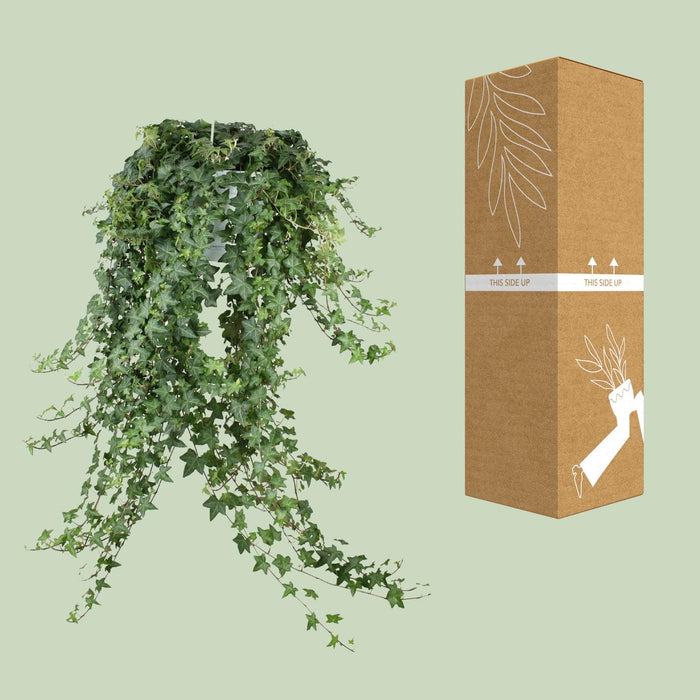 Hedera Helix Pitsburg - Hangplant XXL - ↕65cm - Ø24cm