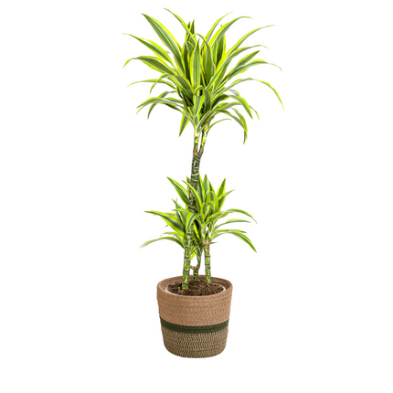 Dracaena Deremensis Lemon Lime met mand - ↕90-110cm - Ø21cm