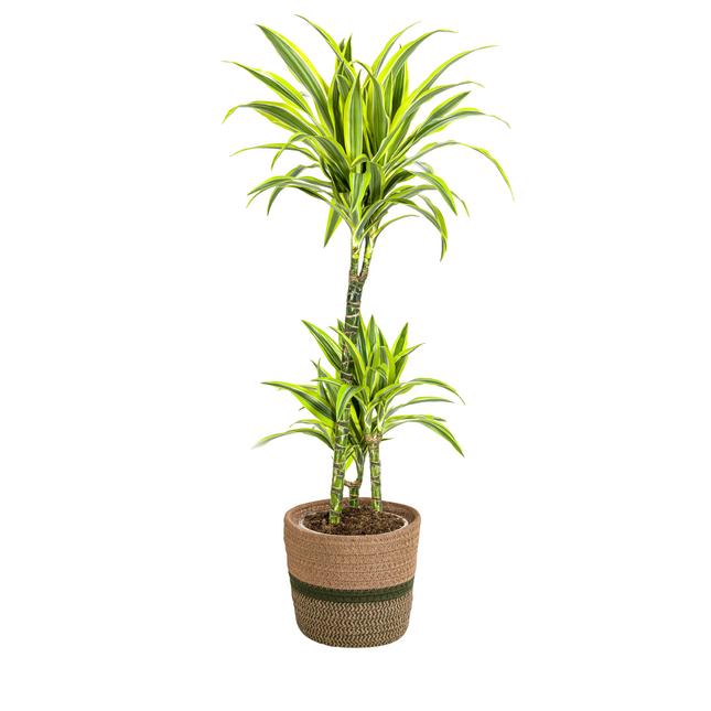 Dracaena Deremensis Lemon Lime met mand - ↕90-110cm - Ø21cm
