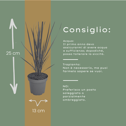 Panicum virgatum ‘Northwind’ – Vingergras - Ø12cm - 3x