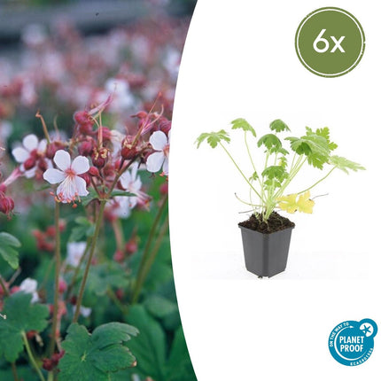 Geranium macrorrhizum 'Spessart' - ↕10-25cm - Ø9cm - 6x