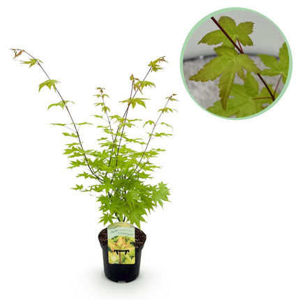 Érable du Japon - Acer palmatum Summergold - Jaune - ↕70cm - Ø19cm