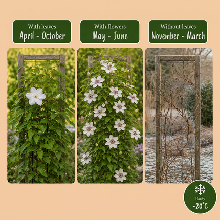 Clematis Miss Bateman -  Bosrank 6x - Wit - Klimplant - Ø9cm - ↕35cm