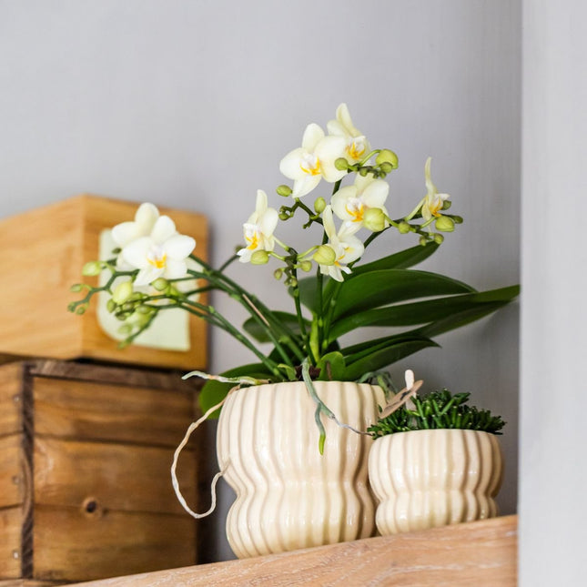 Kolibri Orchids | Gift Set Horizon Geel - Gele Phalaenopsis Orchidee Blossom Lima & Succulenten