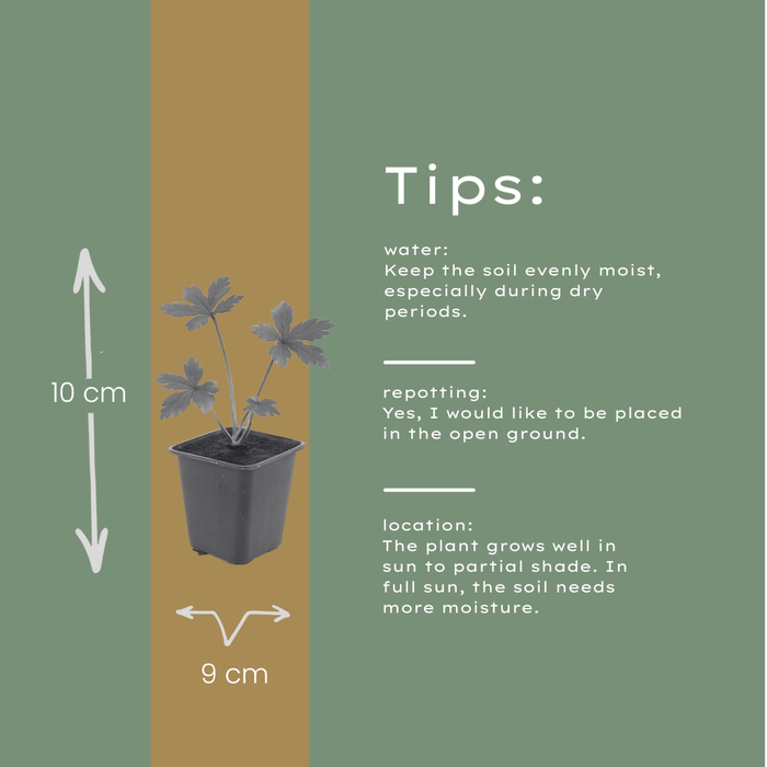 Astrantia major - Zeeuws knoopje - ↕10-25cm - Ø9cm - 48x