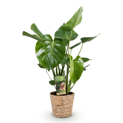 Monstera Deliciosa - Planta de agujero - con cesta - ↕50-55cm - Ø17cm