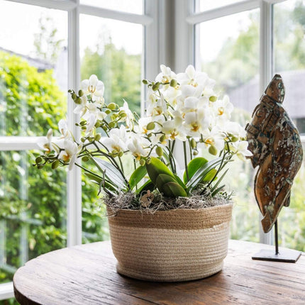 Kolibri Orchids | Witte Mono Bouquet Blossom Lausanne in Cotton Basket