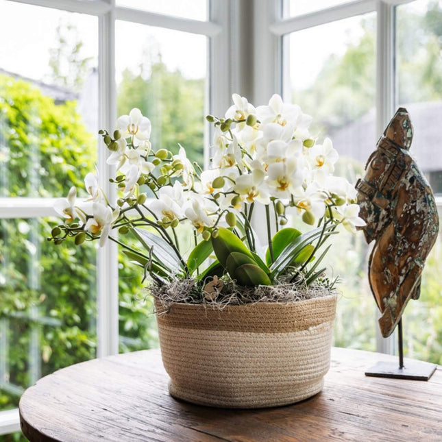 Kolibri Orchids | Witte Mono Bouquet Blossom Lausanne in Cotton Basket