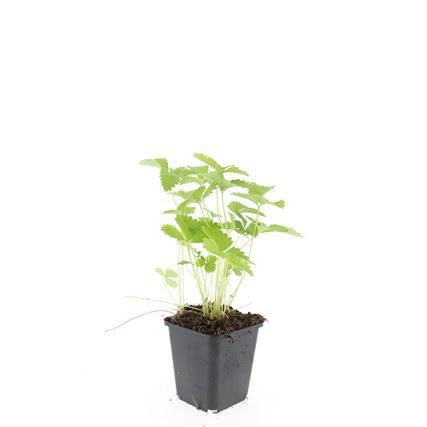 Fragaria vesca - ↕10-25cm - Ø9cm - 24x