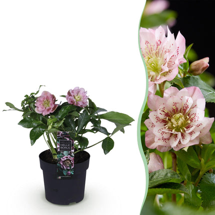 Lenten Rose - Helleborus orientalis Double Ellen Pink - Pink Flower - ↕35cm - Ø14cm