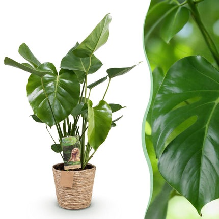 Monstera Deliciosa - Planta de agujero - con cesta - ↕50-55cm - Ø17cm