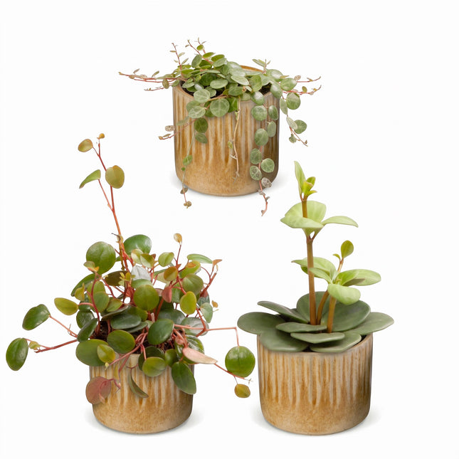 Baby Peperomia Mix 3x - Groen - Rood - Tropisch - incl. Linnea Honey - Ø6cm - ↕5-15cm