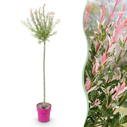 Salix Flamingo - Flamingo Wilg op stam - Ø23cm - ↕140-160cm