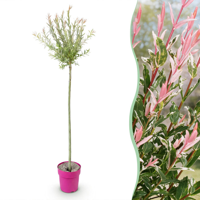 Salix Flamingo - Flamingo Wilg op stam - Ø23cm - ↕140-160cm
