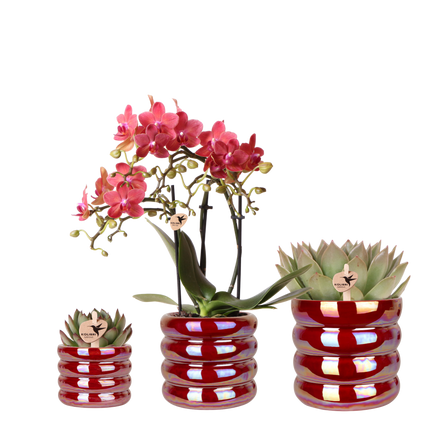 Kolibri Orchids | Plantenset Glow Rood - Rode Phalaenopsis Orchidee Blossom Congo & 2 Succulenten