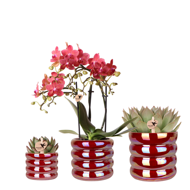Kolibri Orchids | Plantenset Glow Rood - Rode Phalaenopsis Orchidee Blossom Congo & 2 Succulenten