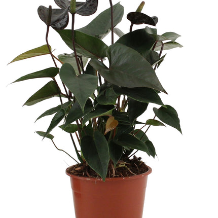 Anthurium Black Love - ↕36cm - Ø12cm