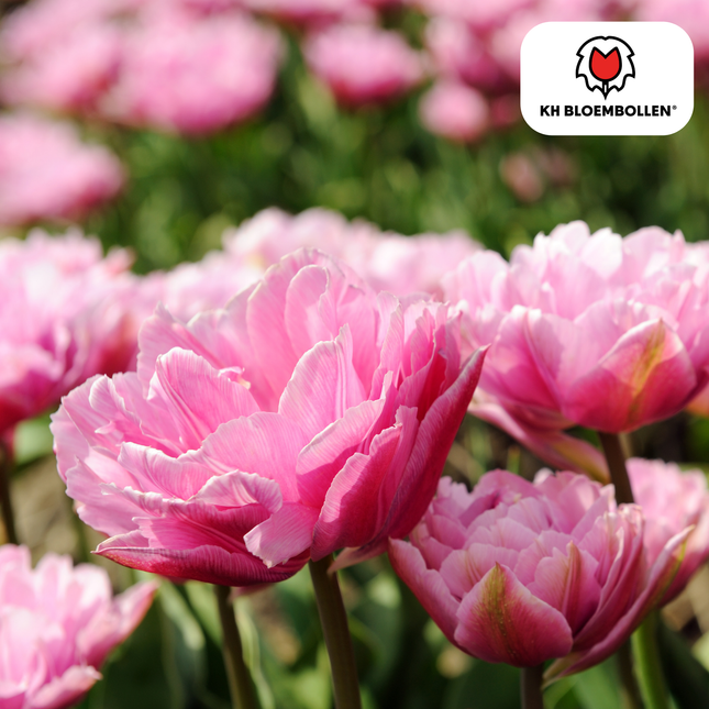 Bulbi di tulipano Columbus – 20 pezzi | KH Bloembollen® | Tulipano peonia doppio rosa-bianco – Elegante e rigoglioso – Per giardino o vaso – Misura 11/12 – Direttamente dal coltivatore!