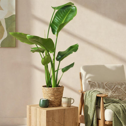 Strelitzia Nicolai - Bird of Paradise Flower - with basket - ↕70-90cm - Ø17cm