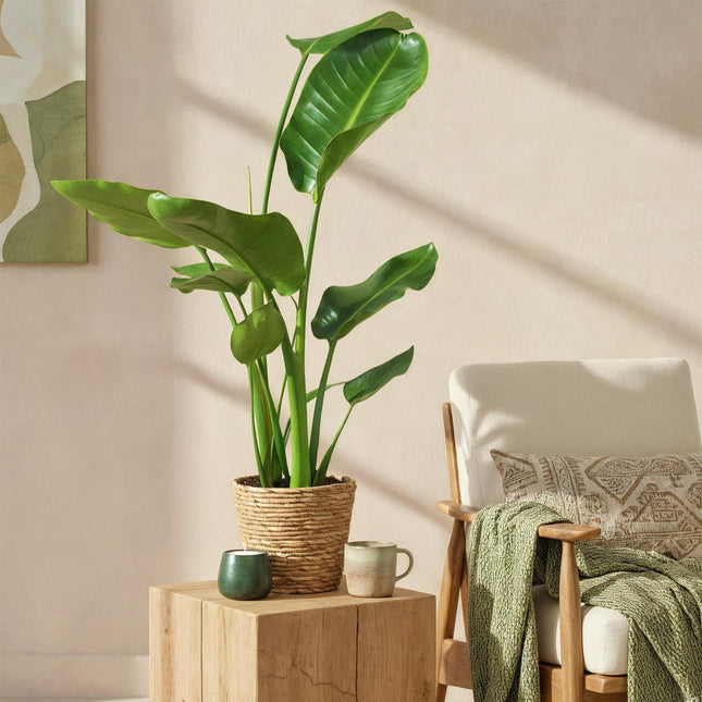 Strelitzia Nicolai - Paradijsvogelbloem - met mand - ↕70-90cm - Ø17cm