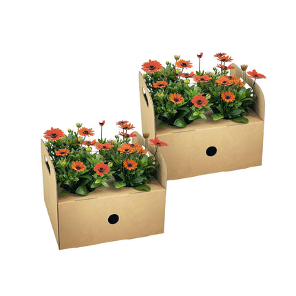 Marguerite espagnole - Osteospermum ecklonis Orange - ↕20cm - Ø12cm - 8x