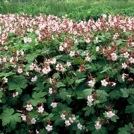 Geranium macrorrhizum 'Spessart' - ↕10-25cm - Ø9cm - 60x
