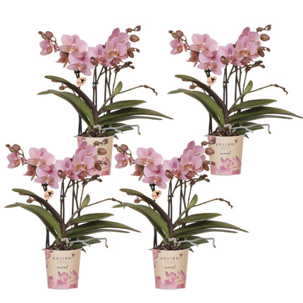 KOMBI-TILBUD på 4 lyserøde Phalaenopsis orkideer - Treviso - Ø9 cm | blomstrende stueplante