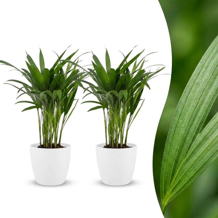 Areca Lutescens - Goudpalm - 2x - met Potter Wit - Pot 12cm - Hoogte - 45cm