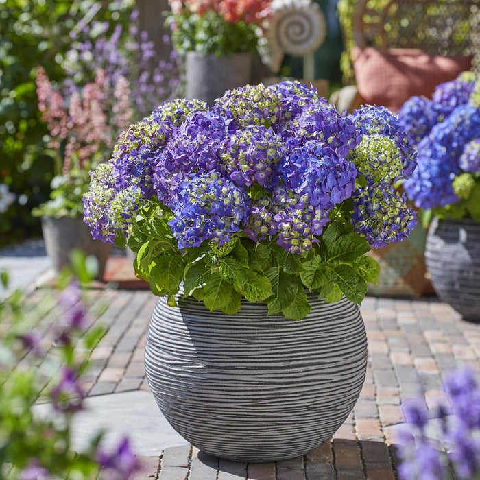 Hydrangea Endles Summer Summer Love Purple - Hortensia - Paars - ↕20-25cm - Ø14cm