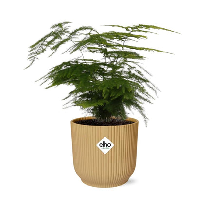 Asparagus Setaceus 'Plumosus' in yellow elho Vibes Fold Ø14cm