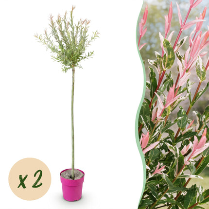 Salix Flamingo - Flamingo Wilg op stam - Ø23cm - ↕140-160cm - 2x