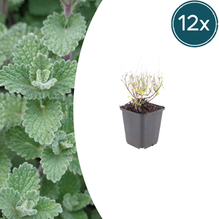 Calamintha nepeta - Bergsteenthijm - ↕10-25cm - Ø9cm - 12x