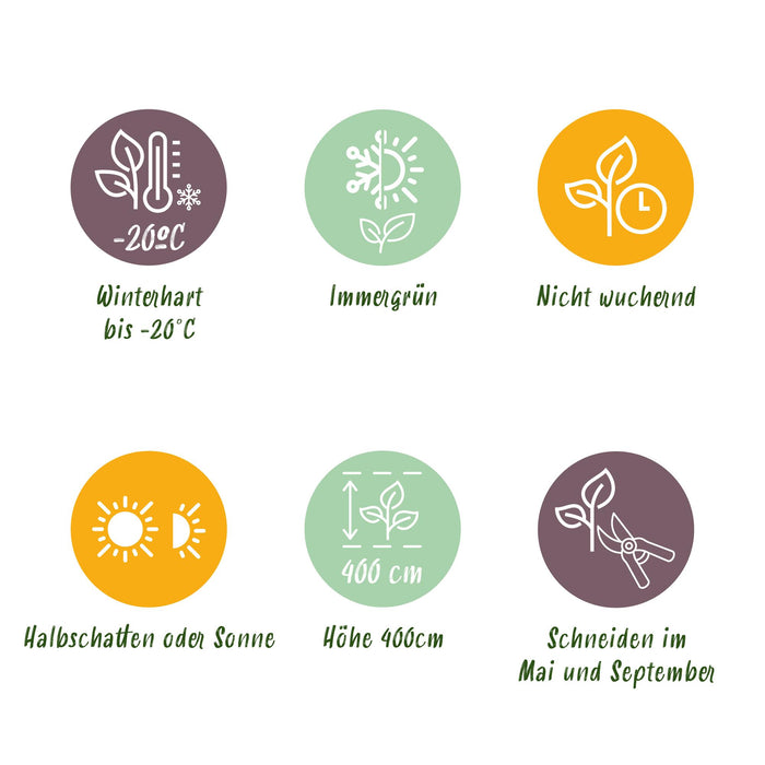 Haagplanten - Buxus sempervirens -  blad groen - 8 planten - 1 strekkende meter - groenblijvend - pot 9cm hoogte 20-25cm