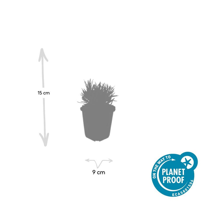 Lavandula intermedia 'Edelweiss' - ↕10-25cm - Ø9cm - 6x