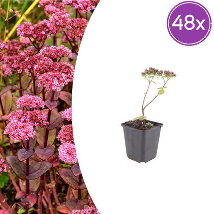 Sedum 'Matrona' - Hemelsleutel - ↕10-25cm - Ø9cm - 48x