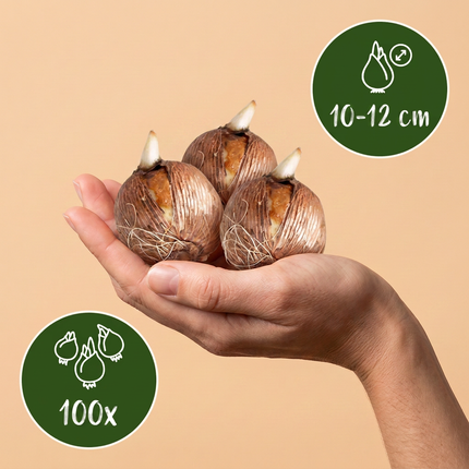 100x Bollenschadutuin - Bloembollen - Diversen - Zomerbloeier - Bolmaat 10/12