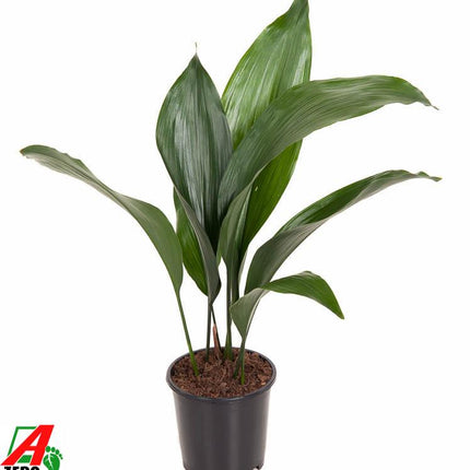 Aspidistra Elatior - ↕50cm - Ø13cm