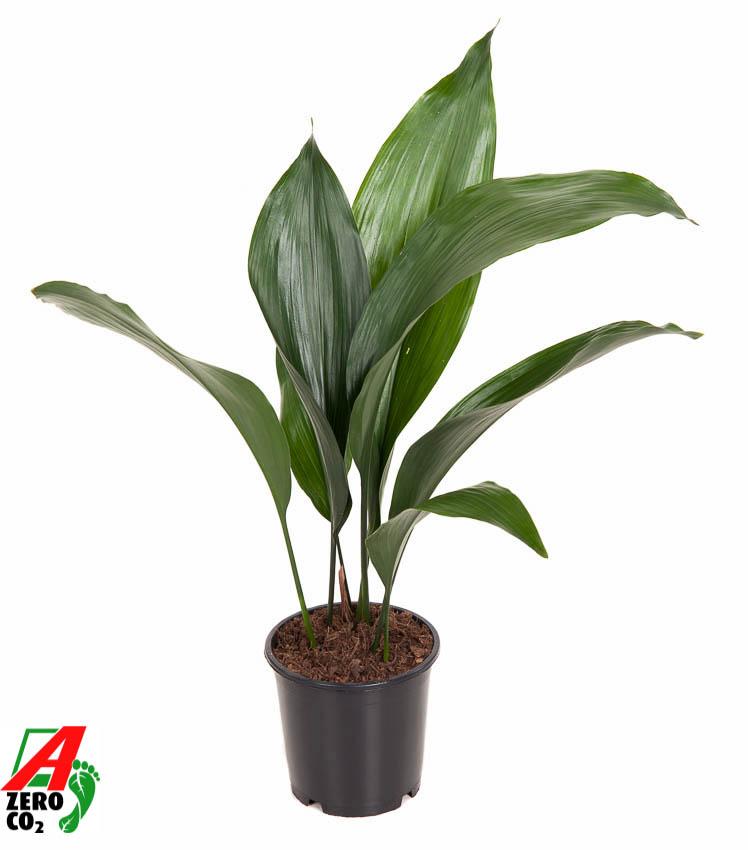 Aspidistra (Kwartjesplant)