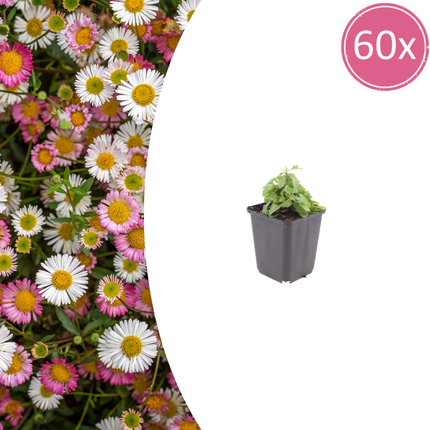 Erigeron karvinskianus - Muurfijnstraal - ↕10-25cm - Ø9cm - 60x