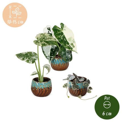 Baby Planten Variegata Mix - Diversen 3x - Tropisch - incl. Copper Reef - Ø6cm - ↕10-15cm